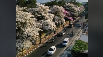 Jalanan Kota Magelang Ini Serasa di Jepang, Ini Fakta Bunga Tabebuya yang Jarang Diketahui