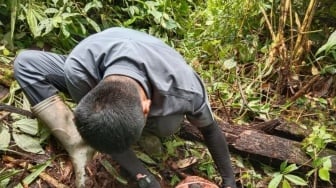 Belasan Individu Bunga Rafflesia Arnoldi Gagal Mekar Sempurna di kawasan Danau Maninjau Agam