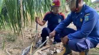 Siswa SMP di Pacitan Dilarikan ke Rumah Sakit Usai Terkena Semburan Bisa Ular Cobra