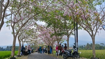 Bak di Jepang, Indahnya Bunga Tabebuya Bermekaran di Magelang