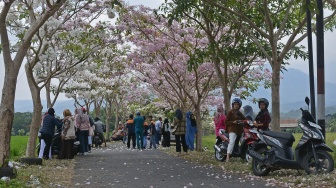 Warga menikmati suasan jalan dusun yang kanan kirinya bermekaran bunga Tabebuya di Dusun Ngletoh, Payaman, Secang, Magelang, Jateng, Rabu (1/11/2023). [ANTARA FOTO/Anis Efizudin/nym]