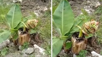 Heboh Tanaman Pisang Sudah Dipotong Muncul Buah di Pekanbaru, Beneran?