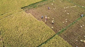 Foto aerial petani memanen padi di Suwawa, Kabupaten Bone Bolango, Gorontalo, Kamis (2/11/2023). [ANTARA FOTO/Adiwinata Solihin/aww]