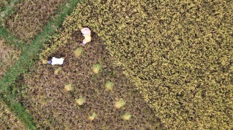 Foto aerial petani memanen padi di Suwawa, Kabupaten Bone Bolango, Gorontalo, Kamis (2/11/2023). [ANTARA FOTO/Adiwinata Solihin/aww]