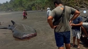 Hiu Paus Terdampar di Pantai Pekutatan, Sebelumnya Ada Temuan Sampah Plastik di Lambung