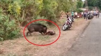 Viral Babi Hutan Serang Warga Sanggau hingga Tak Sadarkan Diri, Ini Faktanya!