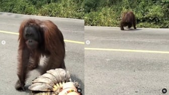 Diberikan Pisang Sesisir sama Warga, Viral Video Orang Utan Kelaparan di Jalan Poros Kaltim