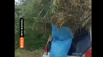 Viral Mobil Brio untuk Angkut Rumput Pakan Ternak di Madura, Warganet: Dunia Hanya Titipan