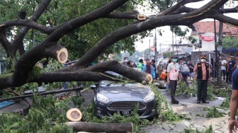 Korban Pohon Tumbang di Kota Tangerang Bisa Cairkan Asuransi Kerusakan Kendaraan Hingga Kematian