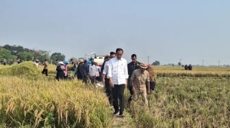 Tantangan dan Peluang dalam Menangani Ketergantungan pada Impor Pangan dan Meningkatkan Produksi Pangan Lokal