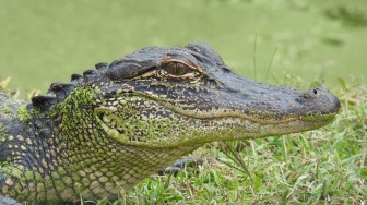 Konten Vlogger Memasak Aligator Picu Kemarahan, Ada yang Jijik hingga Dianggap Melanggar Hukum