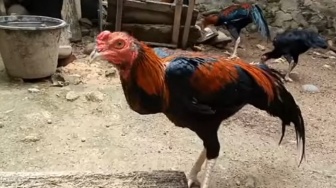 5 Cara Merawat Ayam Bangkok bagi Pemula, Cukup Mudah Banget kok