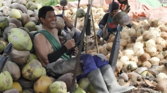 Kurangnya Perhatian Pemerintah terhadap Petani Kelapa di Lampung Timur