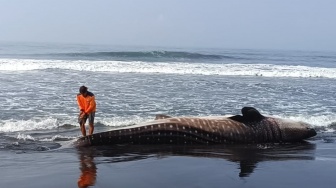 Ditarik Mobil Jip, Hiu Tutul Seberat 2 Ton yang Mati Terdampar di Pantai Selatan Kulon Progo Berhasil Dievakuasi