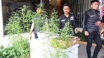 Warga Sumberbaru Jember yang Tanam Ganja di Polybag Ternyata Juga Residivis Perampokan