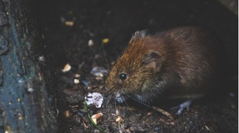 Waspada Penyakit Leptospirosis, Berikut 3 Cara Sederhana untuk Mencegahnya