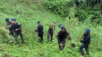 Polda Sumut Klaim Temukan Ladang Ganja Terbesar di Indonesia di Madina