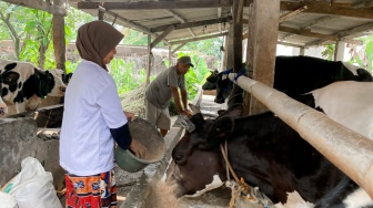 Sulap Feses Ternak Jadi Biogas, Inovasi GMP Diharapkan Bisa Mendulang Cuan Bagi Warga