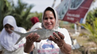 Kelompok Pelaut di Pangandaran Bisa Rasakan Panen Ikan Mujair