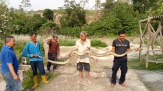 Warga Rangkasbitung Lebak Tangkap Ular Sanca, Ditemukan Saat Bersihkan Kebun