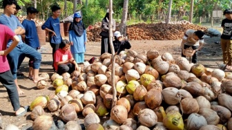 Selayar Akan Gelar Lomba Minum Air Kelapa 4 Ribu Buah, Siapa Mampu?