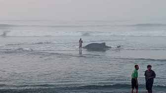 Hiu Tutul Kembali Terdampar di Pantai Bantul, Begini Nasibnya