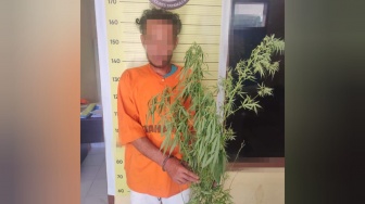 Leonard Tanam Ganja untuk Dijual-Dikonsumsi Bareng Teman, Sudah 5 Kali Panen Lalu Masuk Bui