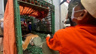 Suprianda Tewas Diterkam Harimau di Samarinda, Diancam Majikan Kalau Tak Kasih Makan Hewan Peliharaan