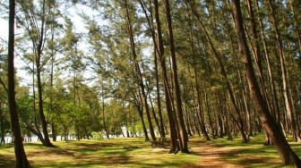 Cara Menuju Hutan Pinus Samboja, Destinasi di Kukar yang Jarang Diketahui