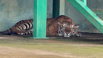 Harimau Penerkam Suprianda Dikirim dari Jakarta, Diselundupkan Andre Soan si Majikan