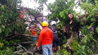 Pohon Besar di Jalan Ir Djuanda Tumbang Diterjang Angin Kencang