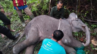 Sempat Jalani Perawatan, Anak Gajah di Pelalawan Akhirnya Mati