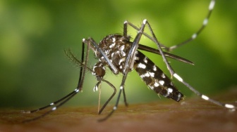 Komisi IX Ingatkan Pemerintah Agar Penyebaran Nyamuk Wolbachia Jangan Sampai Timbulkan Penyakit Baru