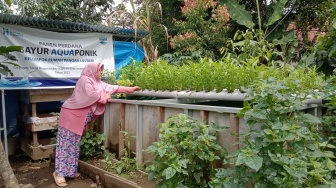 Gerakan Pertanian Organik, Ikhtiar AQUA Menjaga Alam dan Menguatkan Ekonomi Petani Kayu Aro Solok