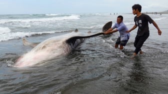 Warga berupaya menarik bangkai hiu tutul (Rhincodon typus) yang terdampar di pantai Wagir Indah, Adipala, Cilacap, Jawa Tengah, Rabu (29/11/2023). [ANTARA FOTO/Idhad Zakaria/Spt]