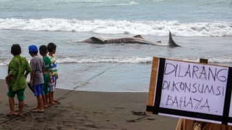 Sejumlah anak memperhatikan bangkai hiu tutul (Rhincodon typus) yang terdampar di pantai Wagir Indah, Adipala, Cilacap, Jawa Tengah, Rabu (29/11/2023). [ANTARA FOTO/Idhad Zakaria/Spt]