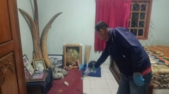 Dua Batang Gading Gajah di Sikka Seharga Rp 1,5 Miliar Digasak Pencuri