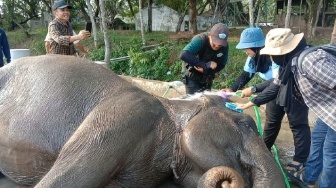 TNWK Dibuka Hari Ini, Jangan Harap Bisa Lihat Atraksi Gajah Lagi