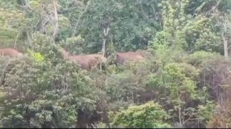 Kawanan Gajah Liar Kembali Merusak Perkebunan Warga di Lampung Barat