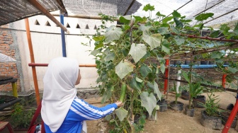 Kolaborasi BRI dan Warga Tuminting Manfaatkan Timbunan Sampah Jadi Lahan Urban Farming 'BRInita'