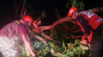 Pohon Tumbang di Payakumbuh Timur Rusak Rumah dan Kendaraan, Pemerintah Beri Bantuan dan Imbauan