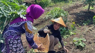 Istri Ganjar Ikut Panen Bawang di Bantul, Siti Atikoh Para Petani Bisa Rasakan Keuntungan Lebih