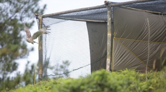 Sepasang Elang Brontok Dilepasliarkan di Kawasan SEG Salak