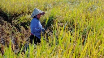 Jumlah Petani di Sulawesi Selatan Makin Berkurang, Regenerasi Gagal