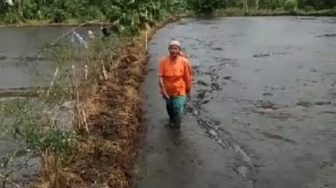 Sawah di Lebak Banten Tak Bisa Ditanami Padi, Diduga Tercemar Limbah Pengolahan Sawit