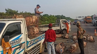 Bergeletakan di Tol Jagorawi, Beberapa Ekor Babi Mati Gegara Sopir Truk Ngantuk!