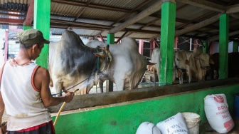 Pekerja membersihkan hewan ternak sapi di kawasan Pancoran, Jakarta, Jumat (15/12/2023). [Suara.com/Alfian Winanto]