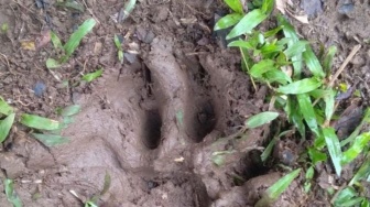 Heboh Kerbau Warga Agam Mati Diterkam Harimau Sumatera