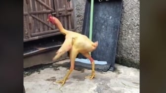 Kocak! Ayam Tanpa Bulu, Warganet: Laper Gua Mah Liatnya