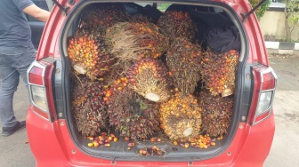 2 Warga Kubu Raya Nekat Curi Buah Kelapa Sawit Pakai Mobil Calya, Alasannya Bikin Geleng-Geleng Kepala